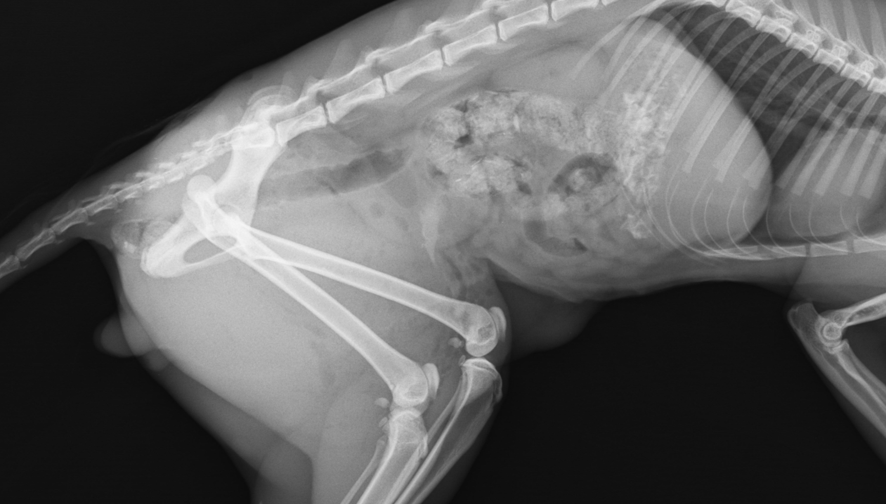 Pemeriksaan Lab Khusus Hewan Gold Vet