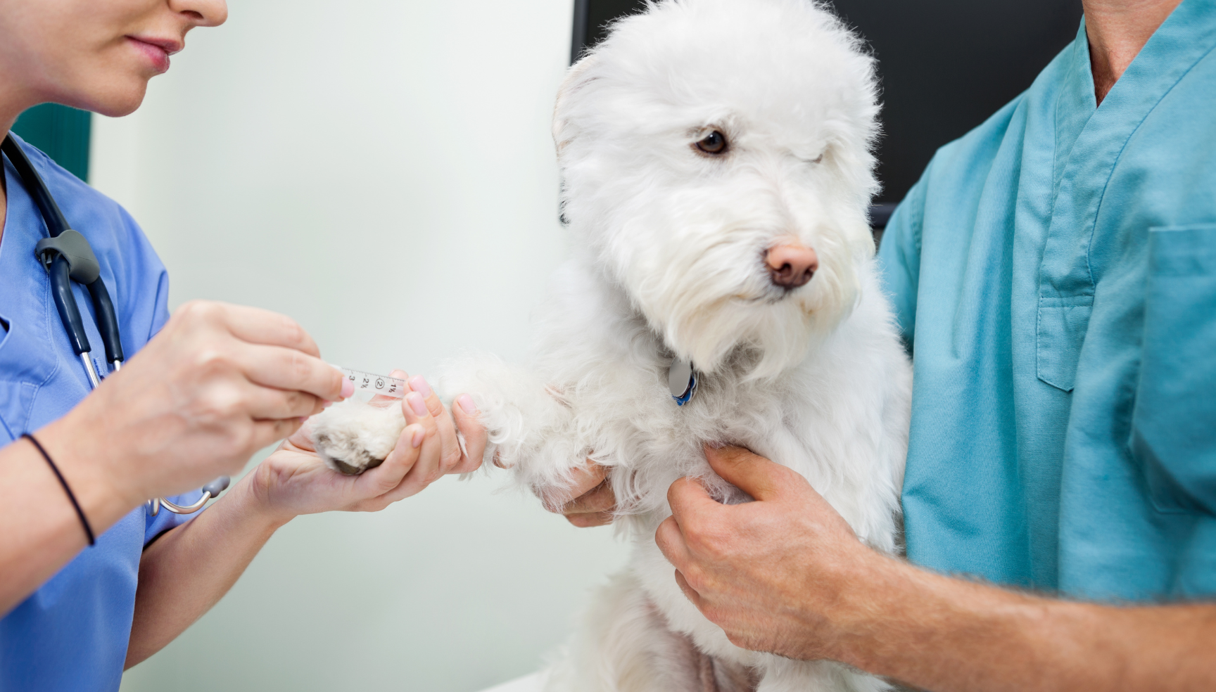 Dokter Hewan Kerumah Gold Vet